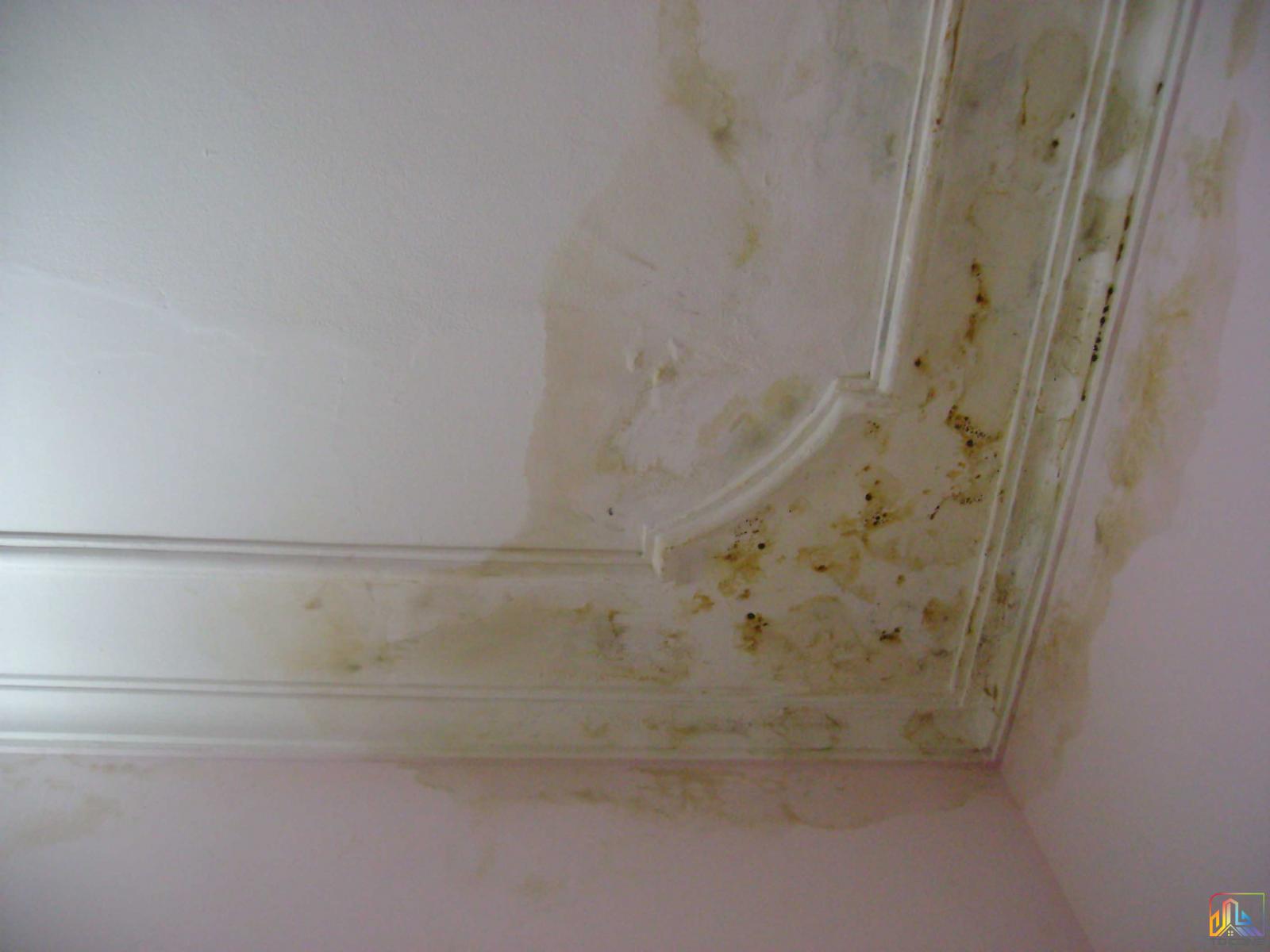 Trần nhà bị thấm